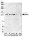 DNA polymerase delta catalytic subunit antibody, A304-006A, Bethyl Labs, Western Blot image 