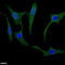 Secretagogin, EF-Hand Calcium Binding Protein antibody, A63382-100, Epigentek, Immunofluorescence image 