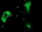 Dystrobrevin Alpha antibody, MA5-25361, Invitrogen Antibodies, Immunocytochemistry image 