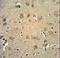 Reticulon 4 Receptor Like 1 antibody, LS-C162805, Lifespan Biosciences, Immunohistochemistry paraffin image 