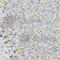 Lactate Dehydrogenase B antibody, A7625, ABclonal Technology, Immunohistochemistry paraffin image 