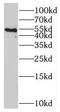 PTK6 antibody, FNab00959, FineTest, Western Blot image 