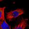 A20 antibody, NBP1-89337, Novus Biologicals, Immunofluorescence image 