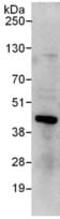 Ring Finger Protein 2 antibody, ab101273, Abcam, Immunoprecipitation image 