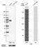 Lipolysis-stimulated lipoprotein receptor antibody, HPA007270, Atlas Antibodies, Western Blot image 
