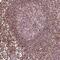 DDX11 antibody, NBP2-38060, Novus Biologicals, Immunohistochemistry frozen image 