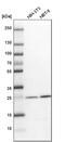Biliverdin Reductase B antibody, PA5-59679, Invitrogen Antibodies, Western Blot image 