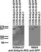 Ankyrin-1 antibody, 73-415, Antibodies Incorporated, Western Blot image 