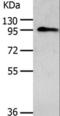 A-Kinase Anchoring Protein 8 antibody, LS-C402480, Lifespan Biosciences, Western Blot image 