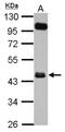 Fc Receptor Like A antibody, NBP2-16462, Novus Biologicals, Western Blot image 