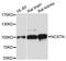 Nicastrin antibody, A1099, ABclonal Technology, Western Blot image 
