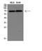 Dopachrome Tautomerase antibody, A01830-2, Boster Biological Technology, Western Blot image 