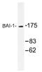Adhesion G Protein-Coupled Receptor B1 antibody, AP01307PU-N, Origene, Western Blot image 