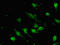 SRY-Box 9 antibody, orb47503, Biorbyt, Immunofluorescence image 