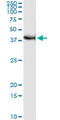 Protein FRG1 antibody, LS-C197245, Lifespan Biosciences, Immunoprecipitation image 