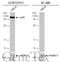 Cyclin-dependent kinase 5 activator 1 antibody, GTX133713, GeneTex, Western Blot image 