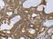 Solute Carrier Family 39 Member 7 antibody, CSB-PA940611, Cusabio, Immunohistochemistry paraffin image 