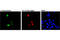 5-Carboxylcytosine antibody, 36836S, Cell Signaling Technology, Immunofluorescence image 
