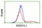 DNA repair protein RAD51 homolog 2 antibody, TA503550, Origene, Flow Cytometry image 