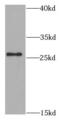 Secreted Frizzled Related Protein 2 antibody, FNab07786, FineTest, Western Blot image 