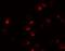 APC Regulator Of WNT Signaling Pathway 2 antibody, NBP1-77376, Novus Biologicals, Immunofluorescence image 
