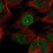 Solute Carrier Family 6 Member 19 antibody, NBP1-86277, Novus Biologicals, Immunofluorescence image 