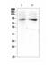 ERCC Excision Repair 3, TFIIH Core Complex Helicase Subunit antibody, A03103-1, Boster Biological Technology, Western Blot image 