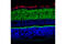Vesicle Associated Membrane Protein 2 antibody, 13508S, Cell Signaling Technology, Immunofluorescence image 