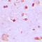 Neural Retina Leucine Zipper antibody, orb214336, Biorbyt, Immunohistochemistry paraffin image 
