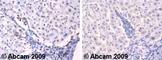 Neurogenin 1 antibody, ab66498, Abcam, Immunohistochemistry paraffin image 