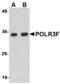 RNA Polymerase III Subunit F antibody, MBS151394, MyBioSource, Western Blot image 