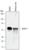 GATA Binding Protein 4 antibody, MAB2606, R&D Systems, Western Blot image 