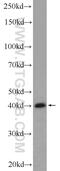 Upstream Transcription Factor 1 antibody, 22327-1-AP, Proteintech Group, Western Blot image 