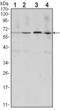 Cyclin B1 antibody, GTX82758, GeneTex, Western Blot image 