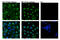 Yes Associated Protein 1 antibody, 14729S, Cell Signaling Technology, Immunocytochemistry image 