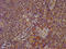 Extended Synaptotagmin 2 antibody, LS-C673017, Lifespan Biosciences, Immunohistochemistry paraffin image 