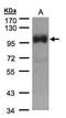 Short transient receptor potential channel 6 antibody, PA5-28100, Invitrogen Antibodies, Western Blot image 