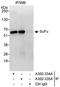 SUFU Negative Regulator Of Hedgehog Signaling antibody, A302-334A, Bethyl Labs, Immunoprecipitation image 