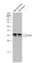 Clathrin light chain antibody, NBP2-14913, Novus Biologicals, Western Blot image 