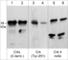 CRK Proto-Oncogene, Adaptor Protein antibody, CP3091, ECM Biosciences, Western Blot image 
