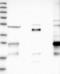 Protein Phosphatase 1 Regulatory Subunit 42 antibody, NBP1-84046, Novus Biologicals, Western Blot image 