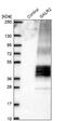 Galanin Receptor 2 antibody, NBP1-91921, Novus Biologicals, Western Blot image 