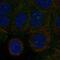 Glutamate Ionotropic Receptor NMDA Type Subunit Associated Protein 1 antibody, NBP1-92187, Novus Biologicals, Immunocytochemistry image 