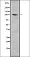 Centrobin, Centriole Duplication And Spindle Assembly Protein antibody, orb378257, Biorbyt, Western Blot image 