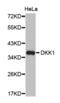 Dickkopf WNT Signaling Pathway Inhibitor 1 antibody, abx001999, Abbexa, Western Blot image 