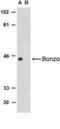 C-X-C Motif Chemokine Receptor 6 antibody, NBP1-76871, Novus Biologicals, Western Blot image 