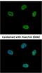 Cyclin-dependent kinase 10 antibody, NBP2-14908, Novus Biologicals, Immunocytochemistry image 