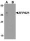 Zinc Finger Protein 821 antibody, LS-B10142, Lifespan Biosciences, Western Blot image 