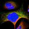 Sarcolemma Associated Protein antibody, HPA002358, Atlas Antibodies, Immunofluorescence image 