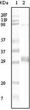 Neomycin Phosphotransferase II antibody, MA5-15275, Invitrogen Antibodies, Western Blot image 